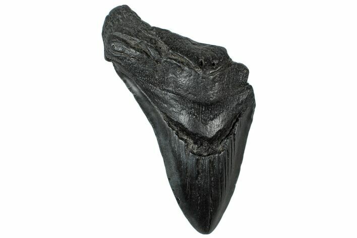 Partial Fossil Megalodon Tooth - South Carolina #300156